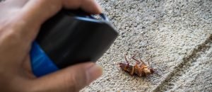 Dealing-with-Pests-in-Dubai