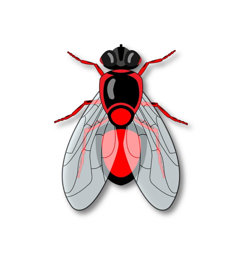 house-flies-pest-contro